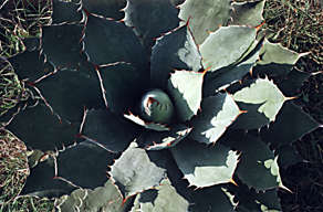 Del-Maguey-2