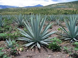 Del-Maguey-3