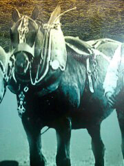 Clumper The Horse!